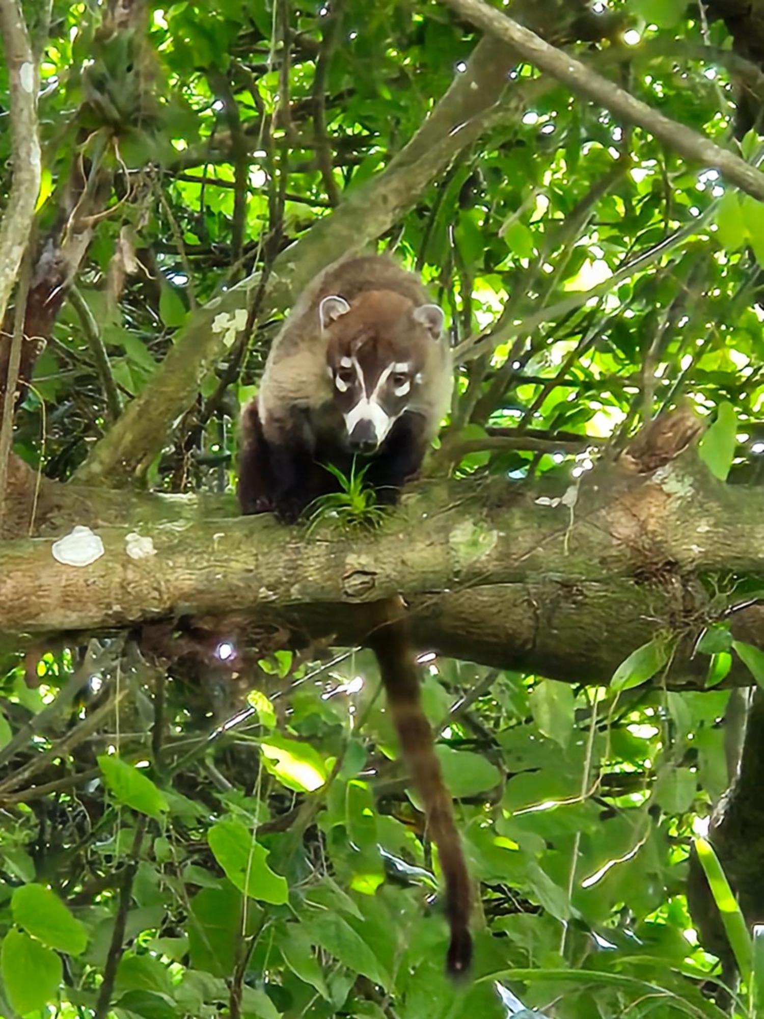 Glamping Monteverde Exteriör bild