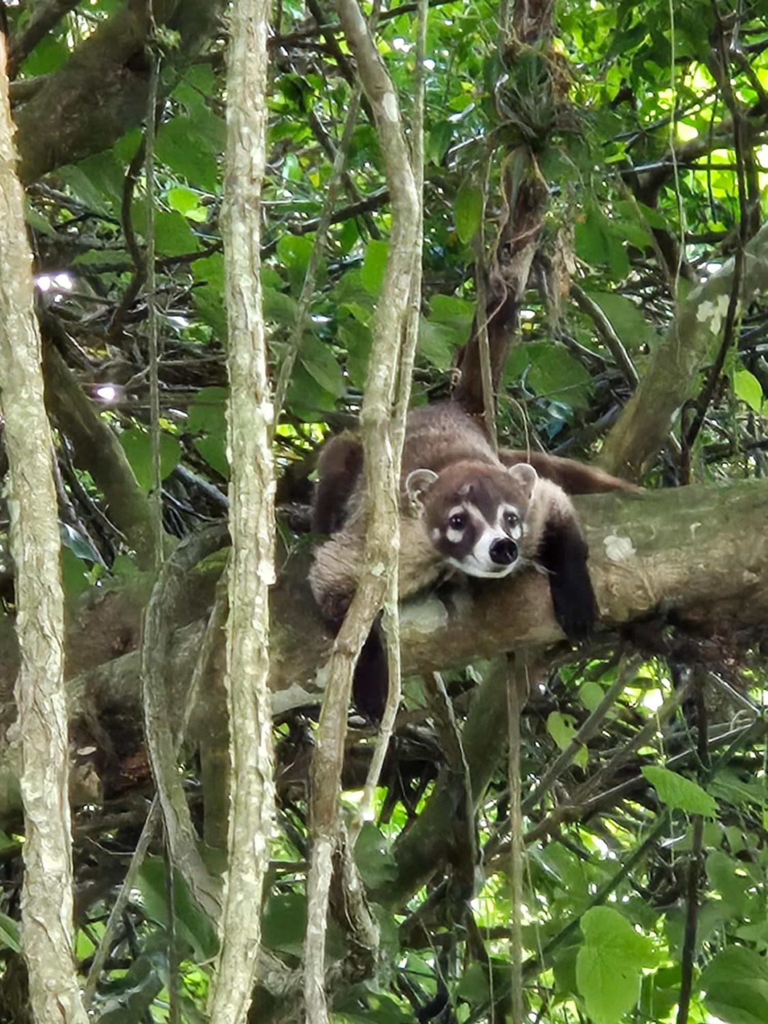 Glamping Monteverde Exteriör bild